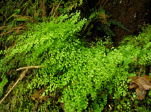 Load image into Gallery viewer, Adiantum aethiopicum Native Maidenhair
