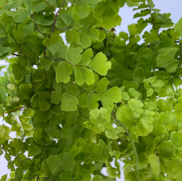 Adiantum aleuticum Pacific Maidenhair