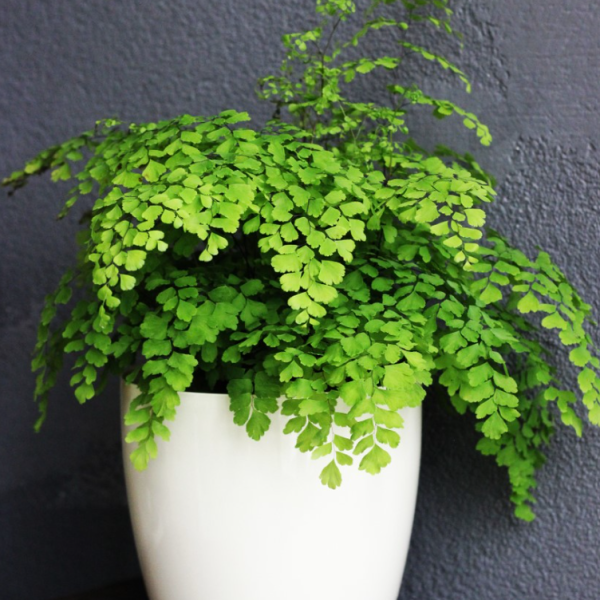 Adiantum aleuticum Pacific Maidenhair