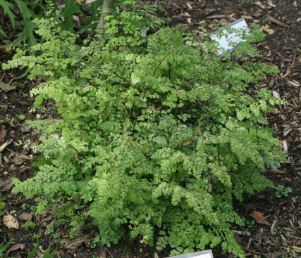 Adiantum fragrantissimum