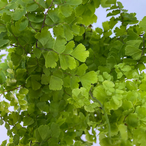 Adiantum monocolor Pacific Maidenhair Fern – Mountain View Nursery