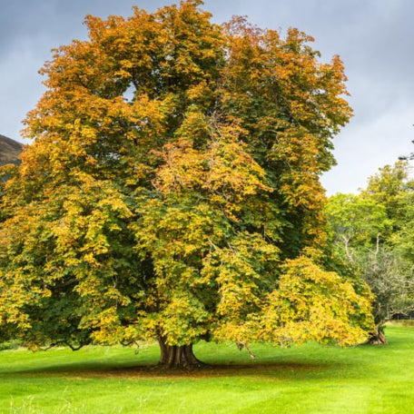 Aesculus hippocastanum Horse Chestnut