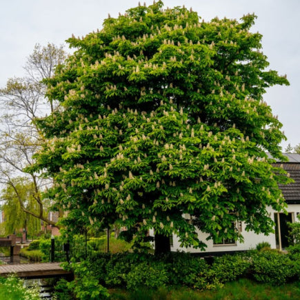 Aesculus hippocastanum Horse Chestnut