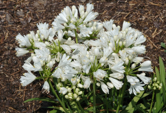 Agapanthus Double Diamond