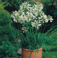 Agapanthus Dwarf White