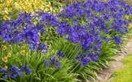 Agapanthus Purple Cloud