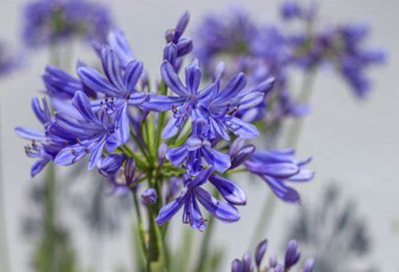 Agapanthus Seastorm