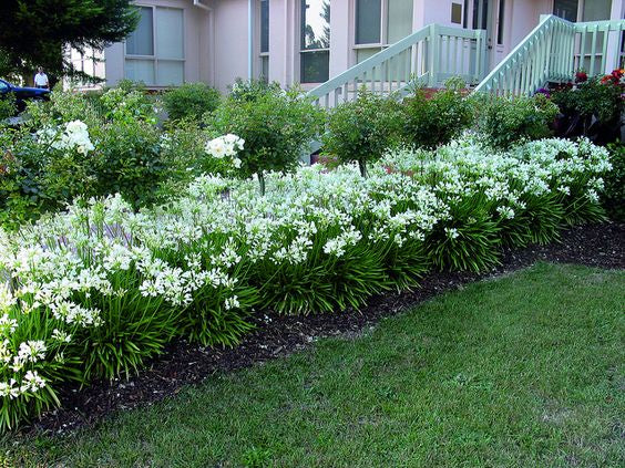 Agapanthus Snowball