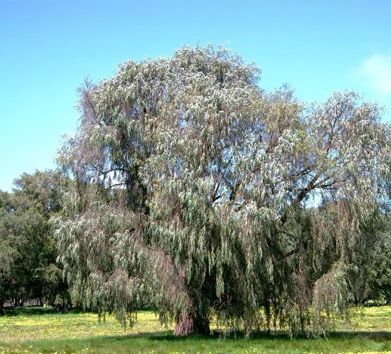 Agonis flexuosa Willow Myrtle