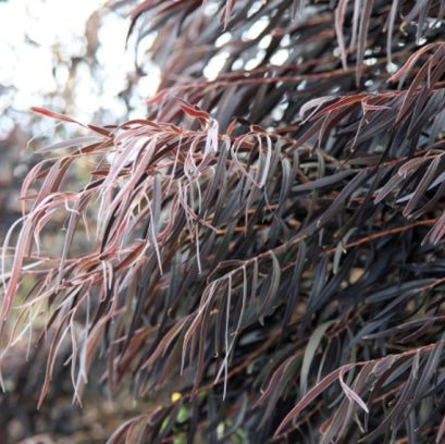 Agonis flexuosa After Dark