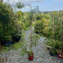 Load image into Gallery viewer, Agonis flexuosa Burgundy
