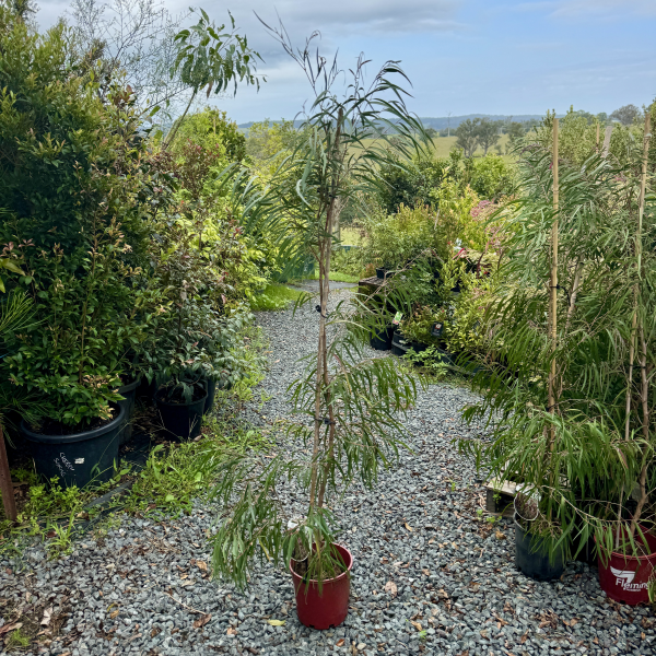 Agonis flexuosa Burgundy