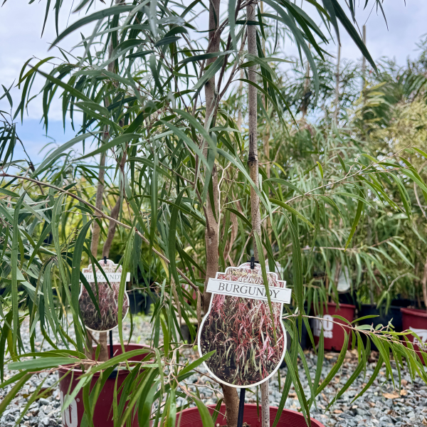 Agonis flexuosa Burgundy
