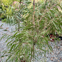 Load image into Gallery viewer, Agonis flexuosa Burgundy
