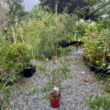 Load image into Gallery viewer, Agonis flexuosa Burgundy
