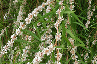 Agonis flexuosa Lemon and Lime