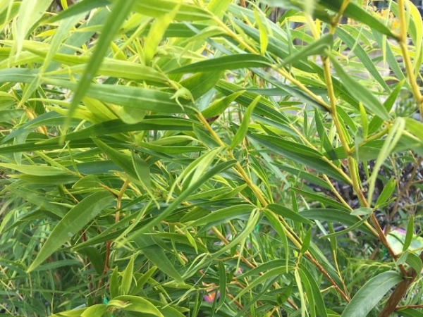 Agonis flexuosa Lemon and Lime