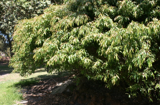 Agonis flexuosa Nana