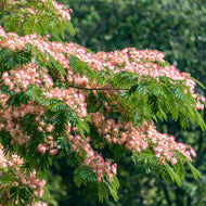 Albizia julibrissin