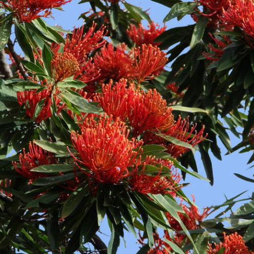 Alloxylon flammeum