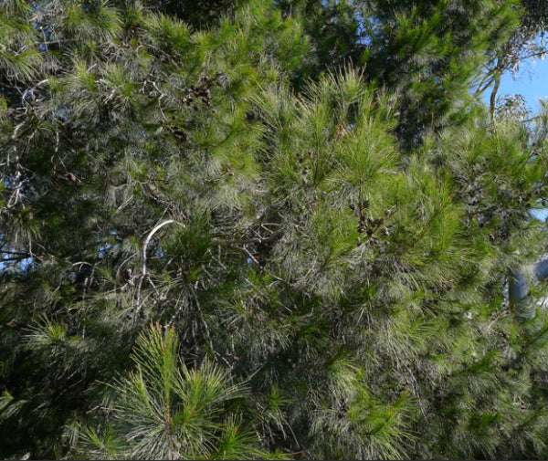Allocasuarina littoralis Black Sheoak