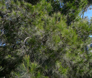 Allocasuarina littoralis Black Sheoak