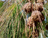 Allocasuarina torulosa