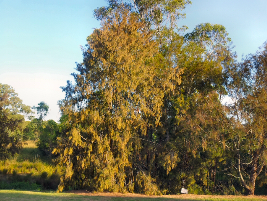 Allocasuarina torulosa
