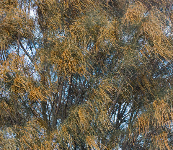 Allocasuarina verticillata Drooping Sheoak