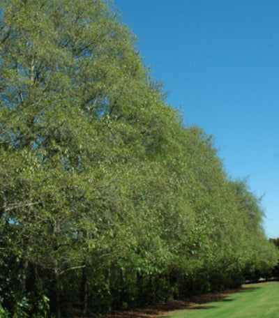 Alnus jorullensis Evergreen Alder
