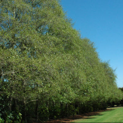 Alnus jorullensis Evergreen Alder