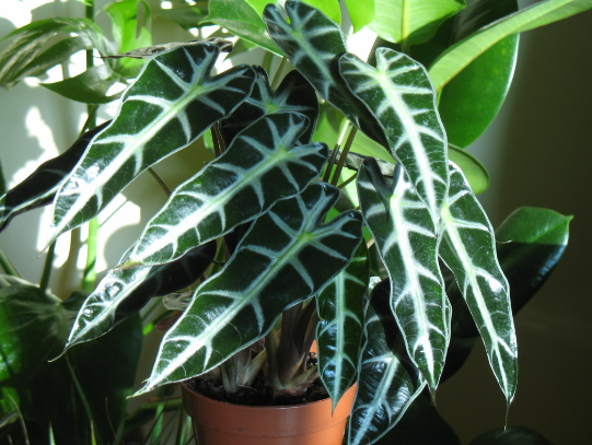 Alocasia amazonica Dwarf