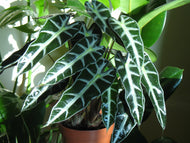Alocasia amazonica Dwarf