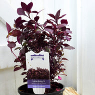 Alternanthera dentata Little Ruby