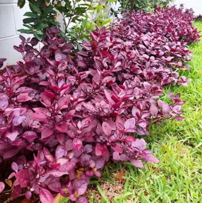 Alternanthera dentata Little Ruby
