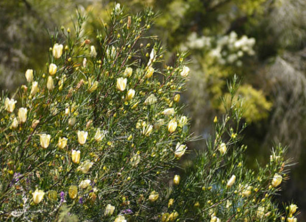 Alyogne hakeifolia Elle Marie