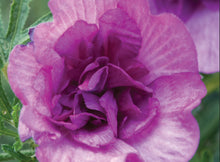 Load image into Gallery viewer, Alyogne huegelii Delightfully Double
