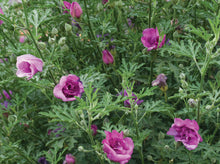 Load image into Gallery viewer, Alyogne huegelii Delightfully Double
