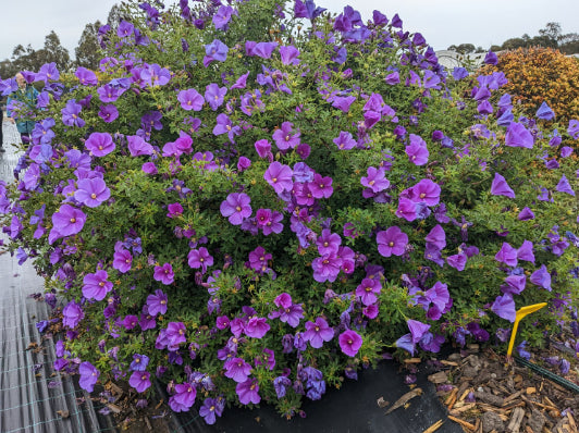 Alyogyne huegelii East Coast Gem