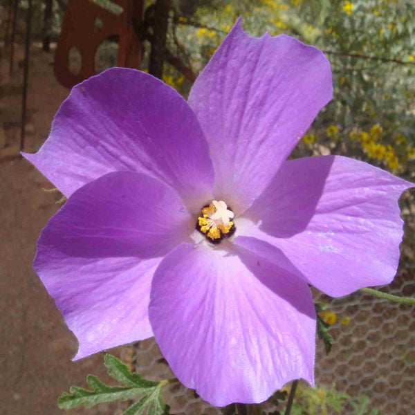 West Coast Gem Native Hibiscus