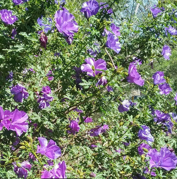 West Coast Gem Native Hibiscus