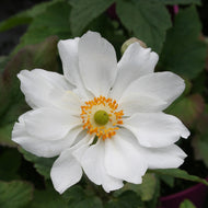 Anemone 'Fantasy Rapunzel'