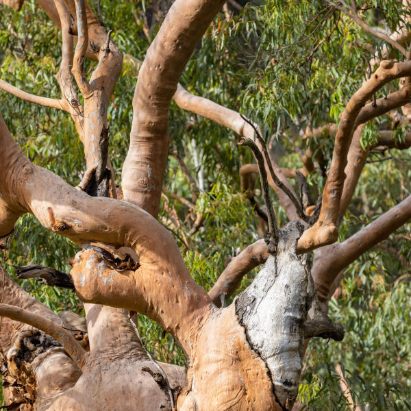 Angophora costata