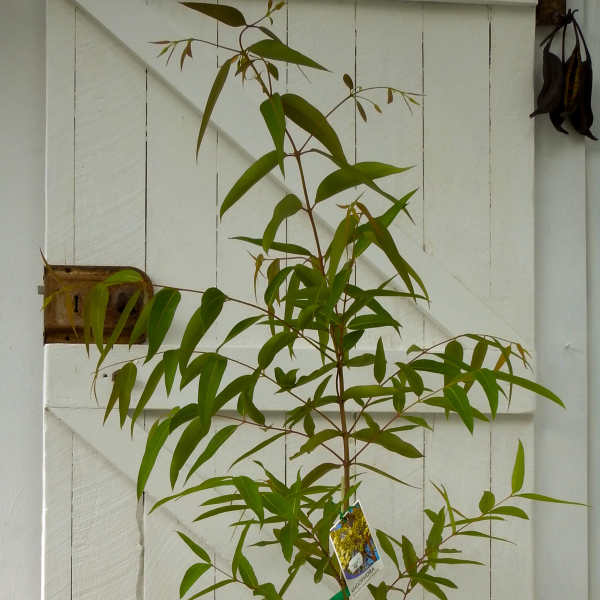 Angophora costata