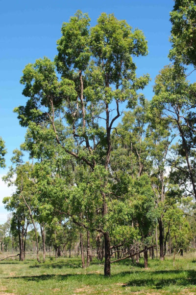 Angophora floribunda