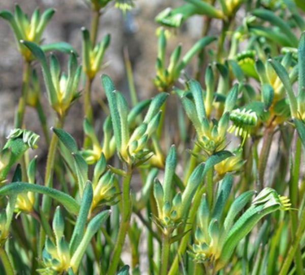 Anigozanthos Aussie Spirit PBRe