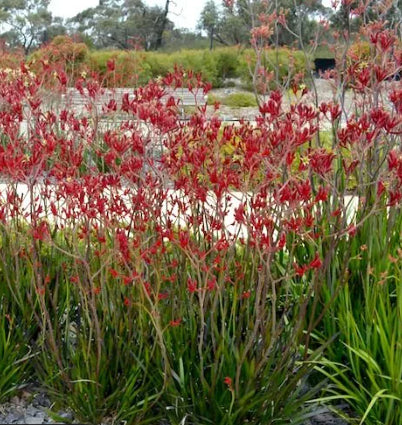 Big Red Kangaroo Paw