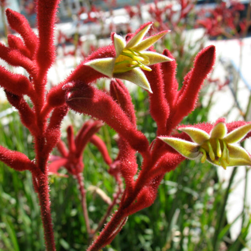 Anigozanthos Big Red