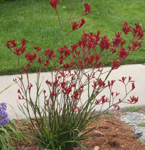 Load image into Gallery viewer, Big Red Kangaroo Paw
