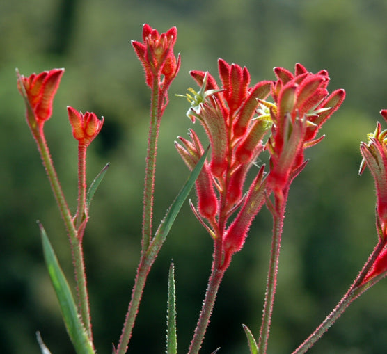 Anigozanthos Bush Ballad PBR